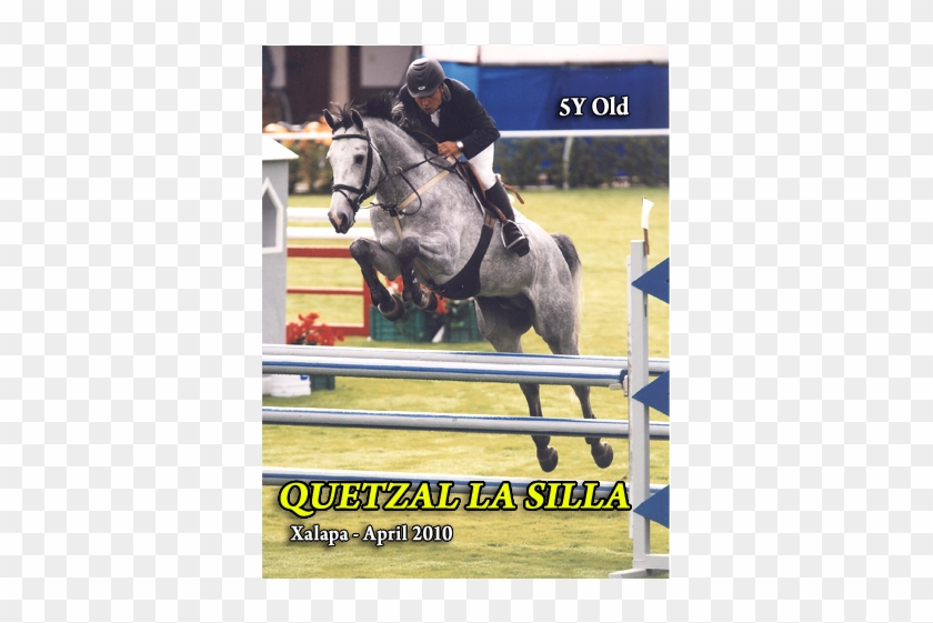 28 Quetzal 2 Fotos Web Ls 3xalapa - Stallion Clipart