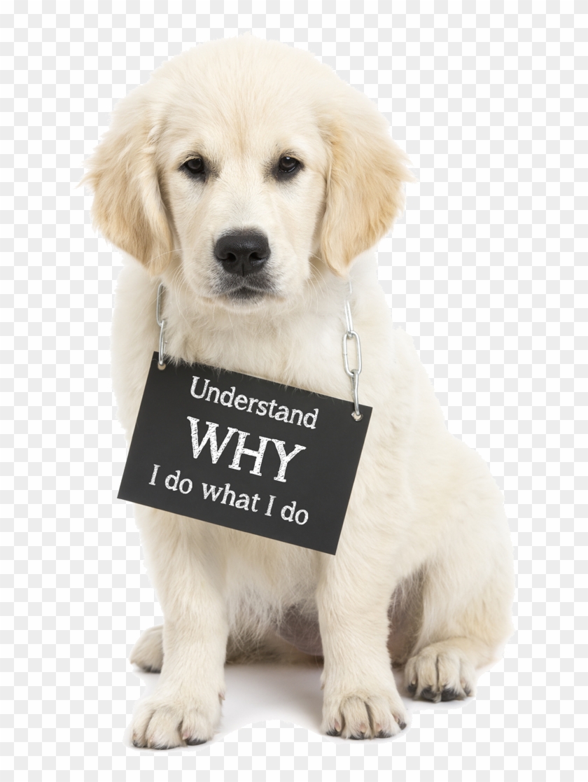 Dog Clipart #5826804