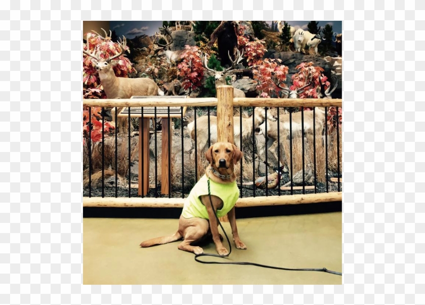 Beagle Clipart #5827031