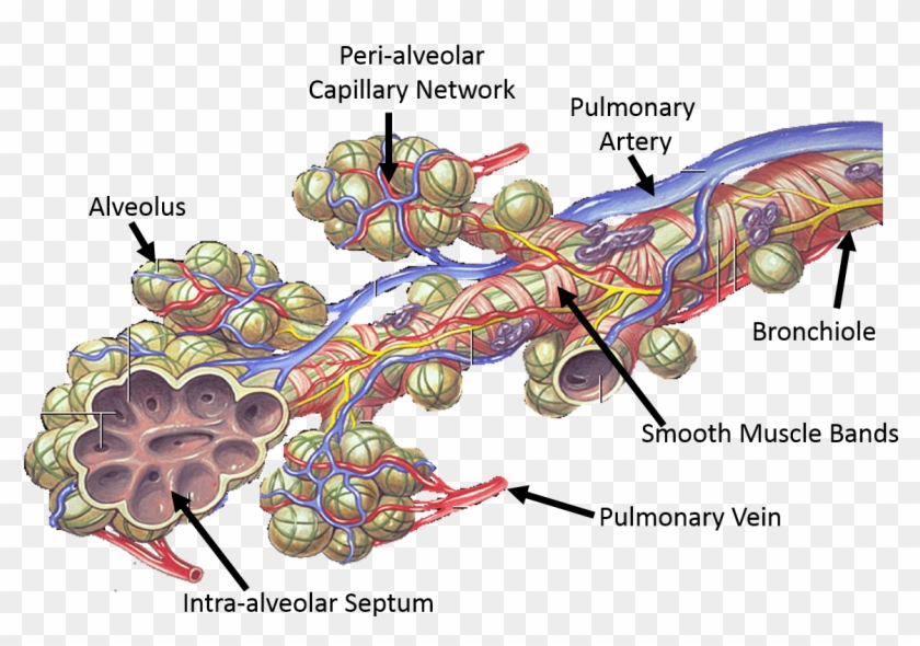 Graphic Design Clipart