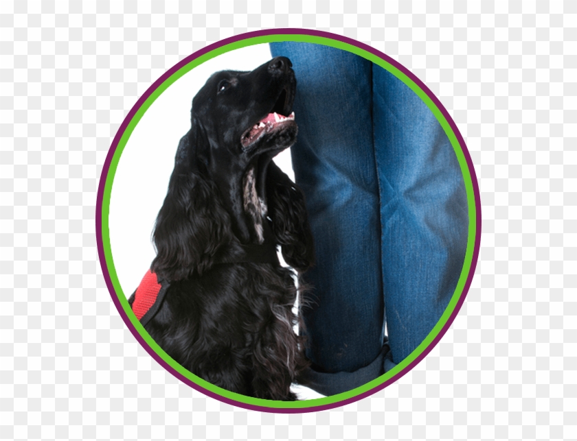 Cocker Spaniel Clipart #5827133