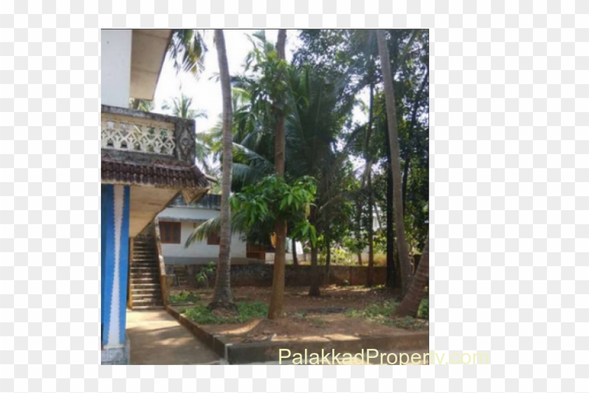 For Sale, 29cent Property With Cocunut Trees, Mango - Attalea Speciosa Clipart #5827762