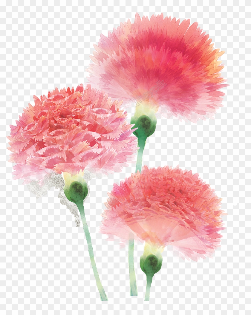 Clipart Royalty Free Stock Hand Painted Watercolor - Pink Carnation Flower Watercolor - Png Download #5828060