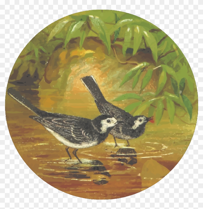 This Free Icons Png Design Of Circular Water Wagtail - Ruddy Turnstone Clipart #5828562