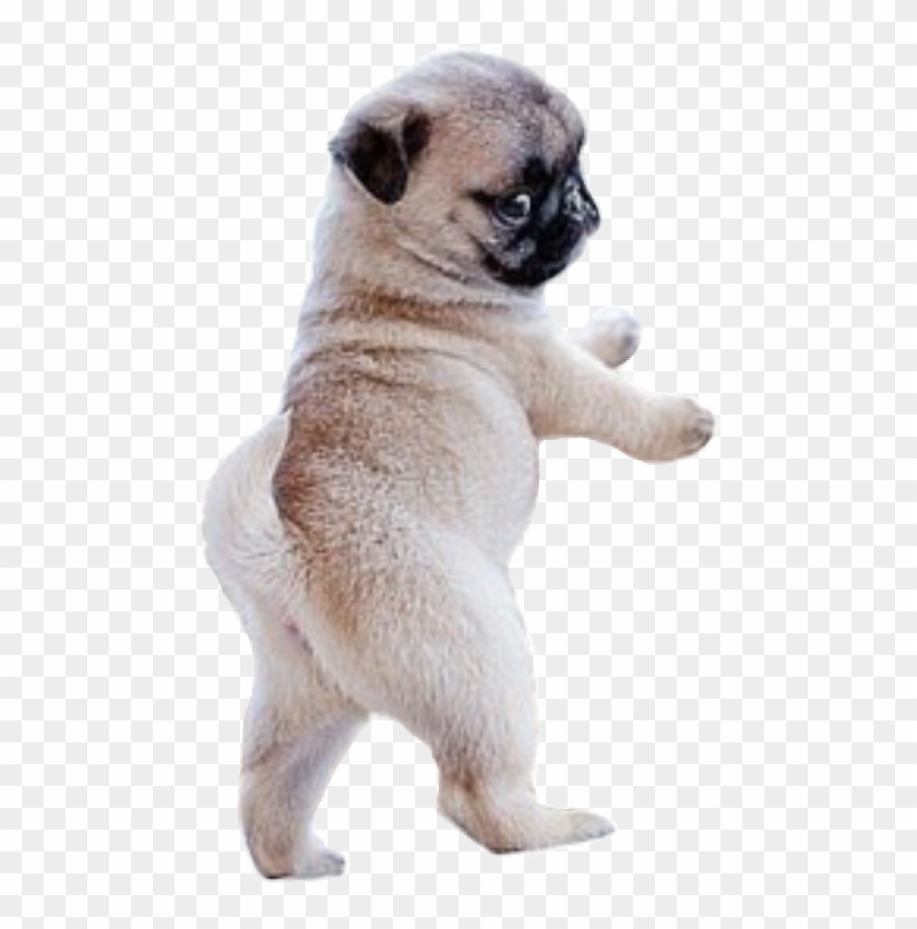 #dog #pug - Too Cute Adorable Pug Clipart #5831168