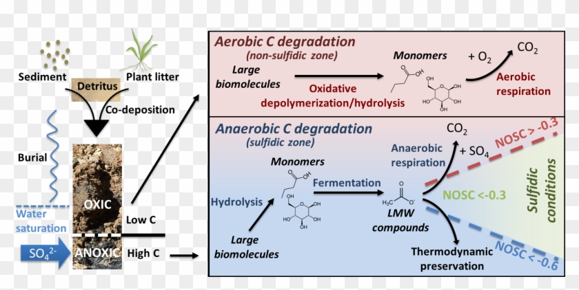 , Noël, V - Anoxic Organic Matter Degradation Clipart