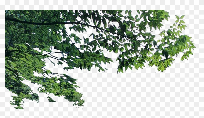Euclidean Foreground Transprent Png Free Download Plant - Foreground Branches Png Clipart #5832006