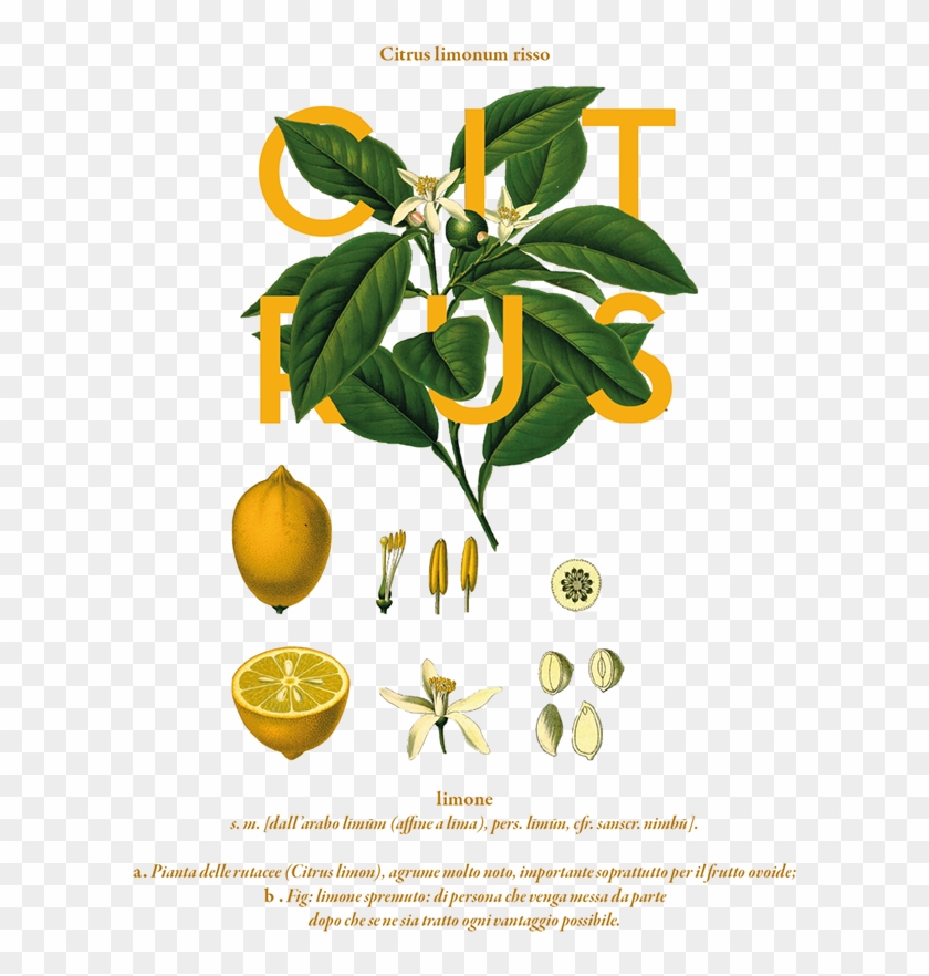The Creative Garden By Rachel Verrengia, Via Behance - Citrus Limon Clipart