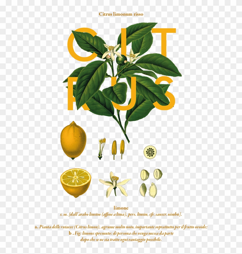 The Creative Garden By Rachel Verrengia, Via Behance - Citrus Limon Clipart #5832337