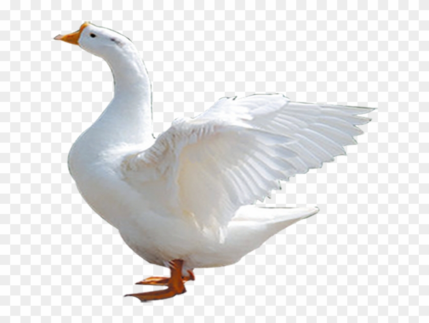 Duck Png Image - Goose Clipart