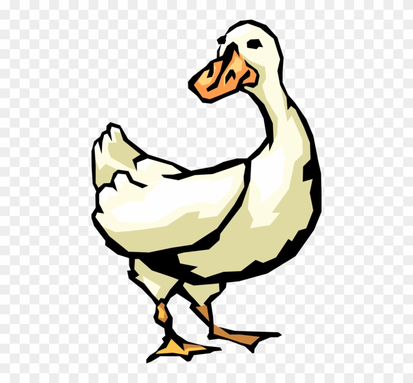 Vector Illustration Of White Waterfowl Duck Bird - Duck Clipart #5832819