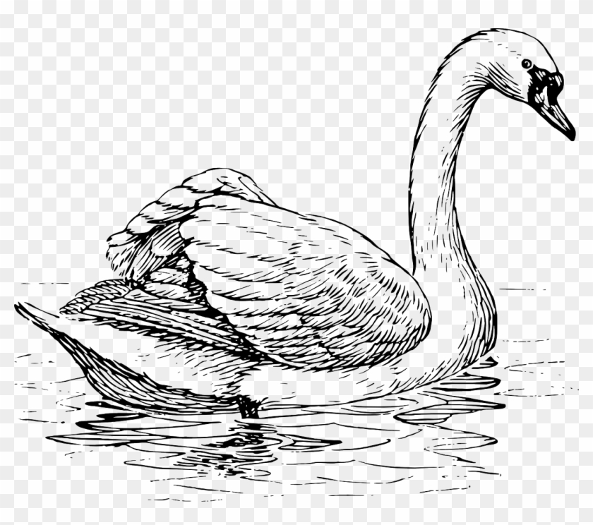 Duck Png Image - Swan Clipart Black And White Transparent Png #5833028