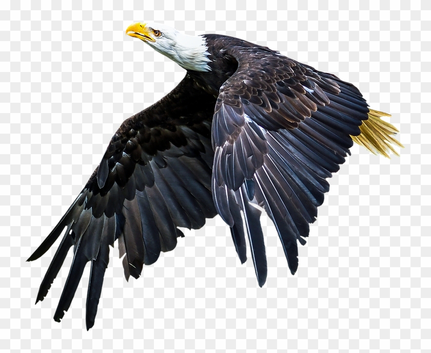 Animal, Bird, Adler, Animal World, Wing - 2019 Február Naptár Háttérkép Clipart