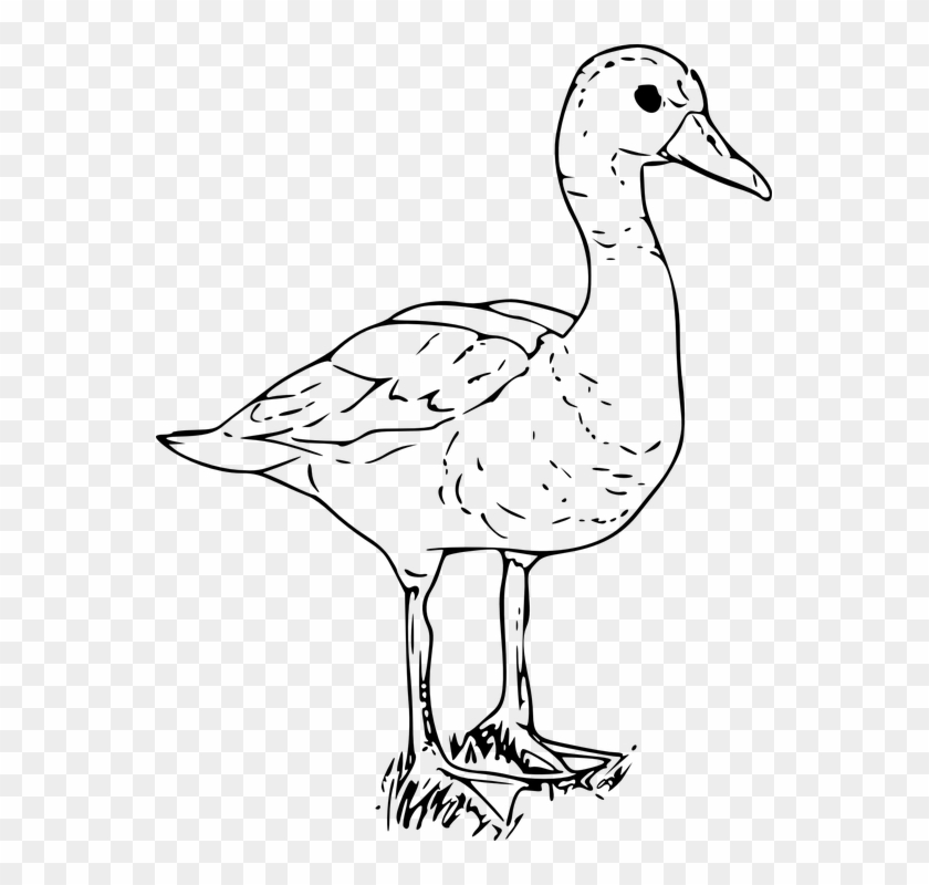 Duck White Goose Bird Water Standing Duckling - Farm Animals Black And White Clipart - Png Download #5833207