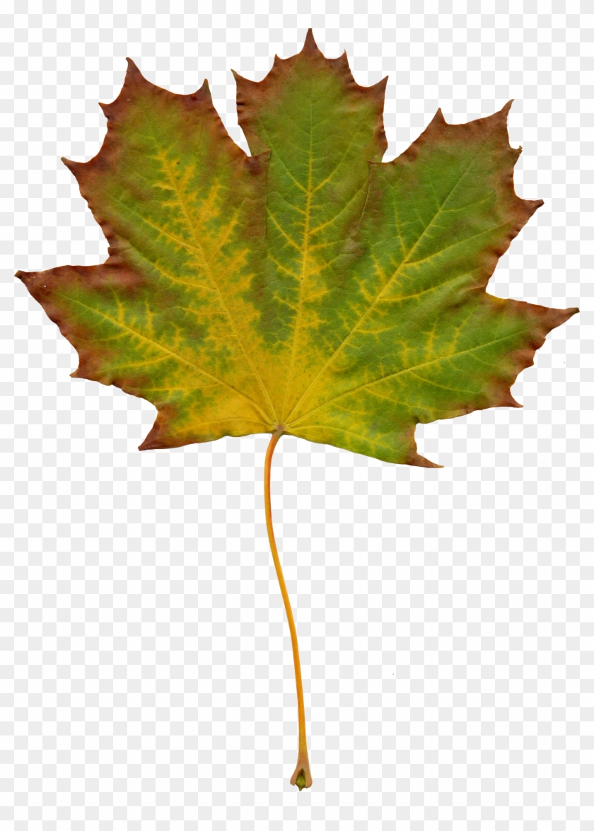 Leaves Nature Autumn Clipart 1072563 - Efterår Blad - Png Download #5834434