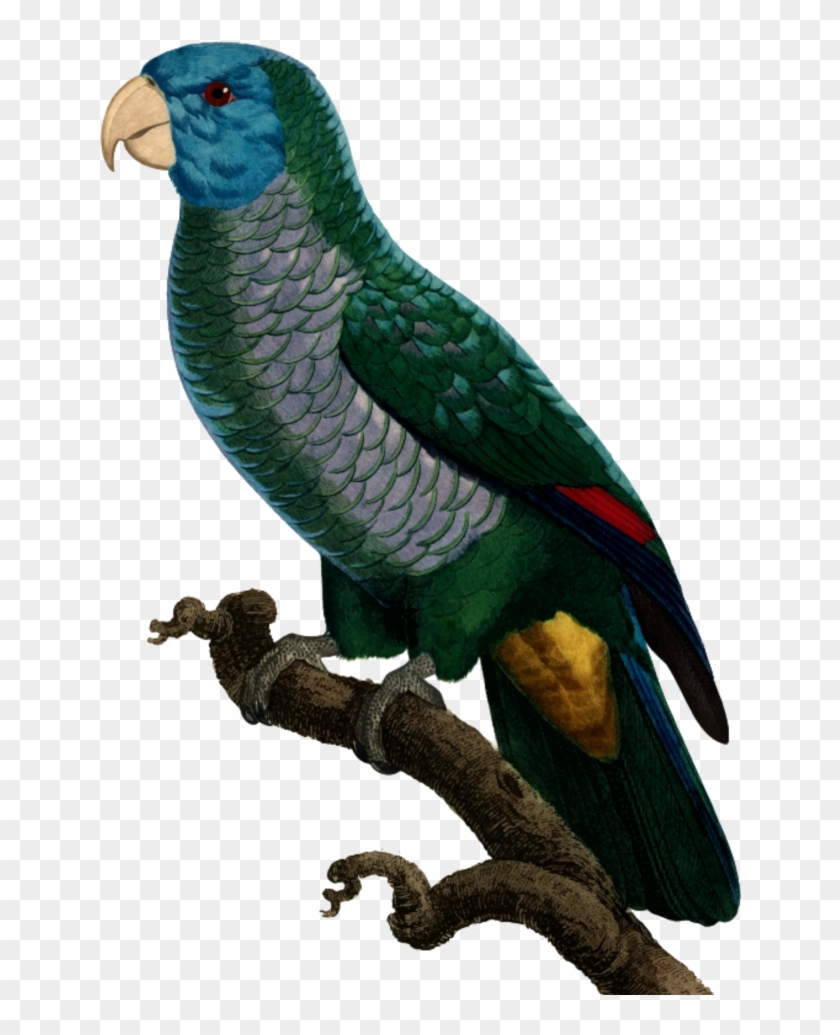 #mq #green #parrot #bird #birds - Parakeet Clipart #5835179