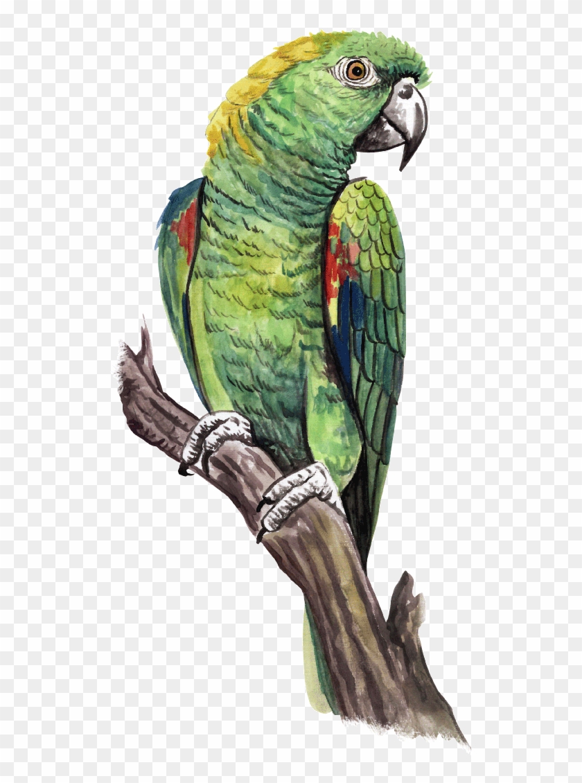 Guias - Macaw Clipart #5835232