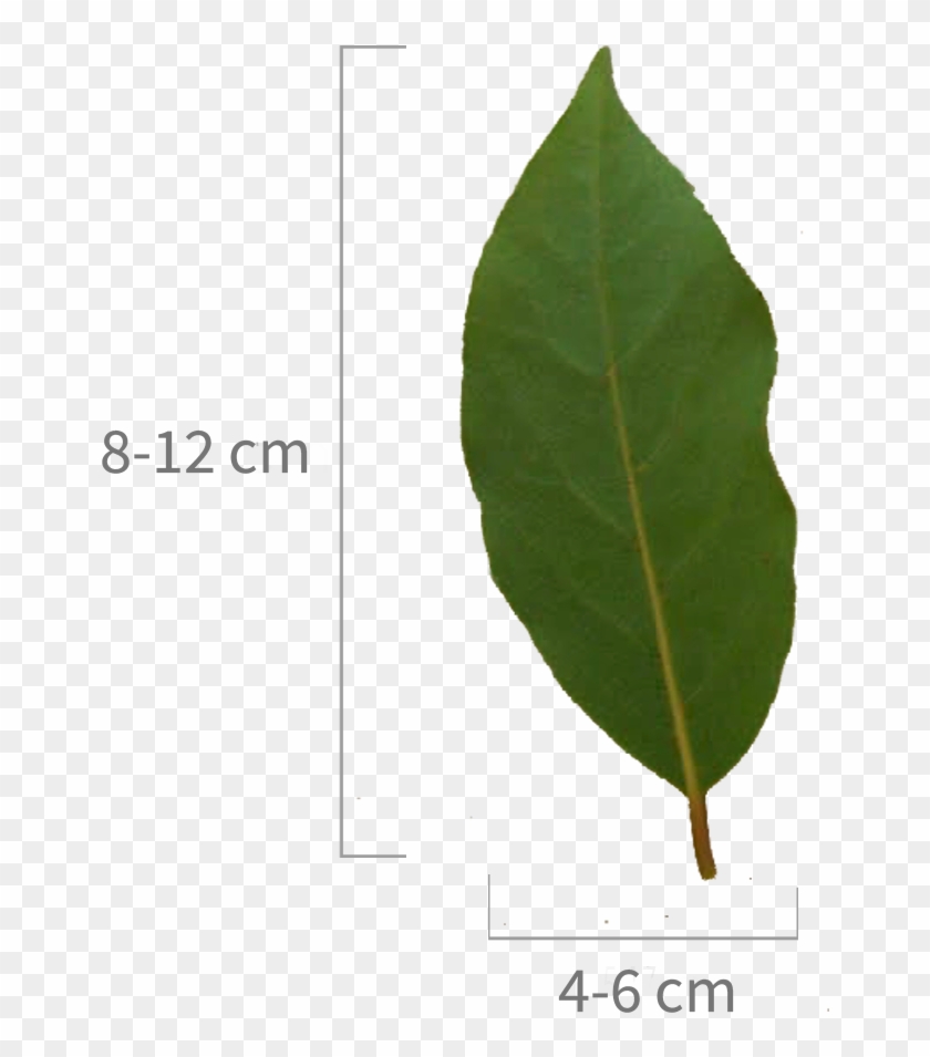 Heteromeles , Png Download - Plant Pathology Clipart #5835278