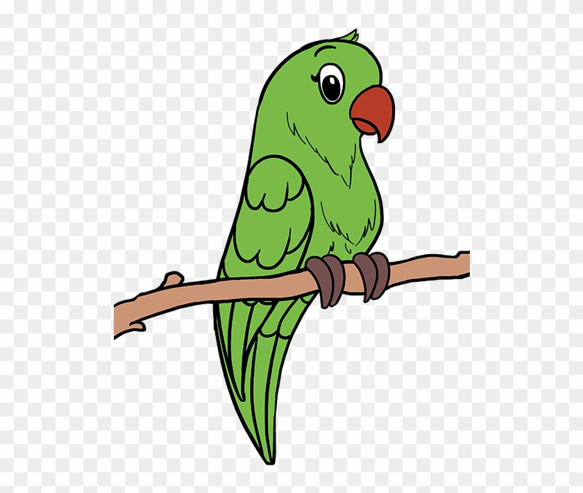 Drawing Feather Parrot - Draw Parrot Step By Step Clipart