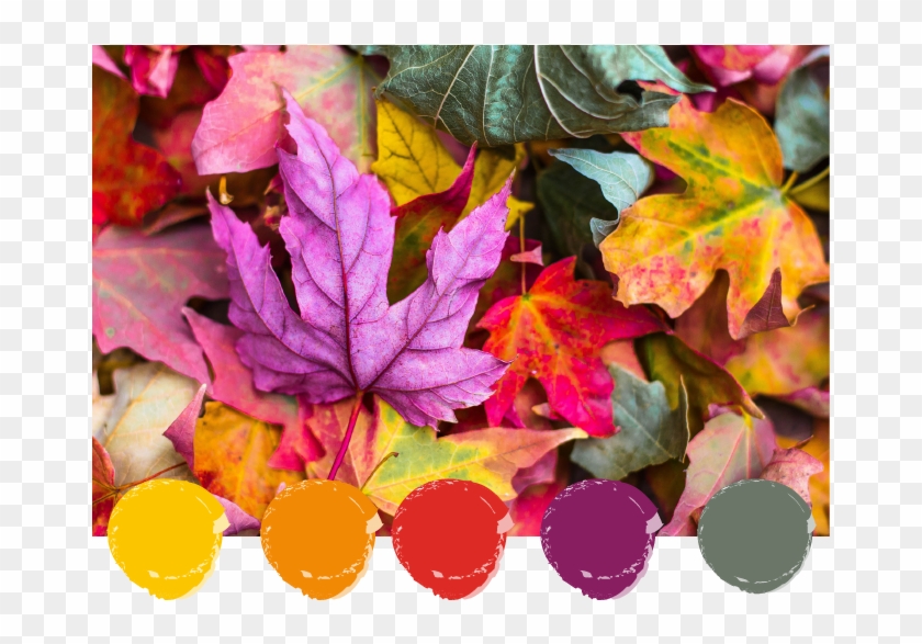 Leaf, Autumn, Fall, Color, Maple, Purple, Leafe, Nature, - Fall Season Love Clipart #5835413