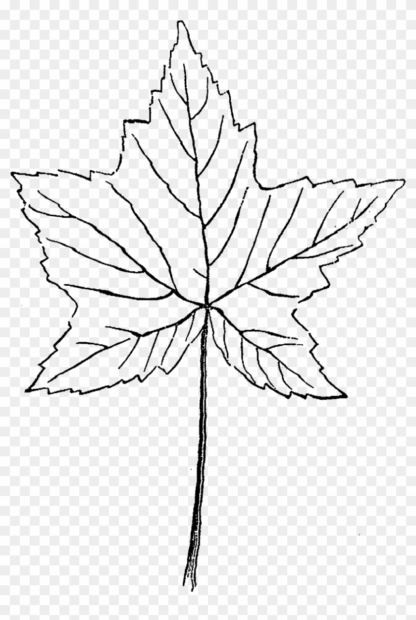 Drawn Maple Leaf Botanical - Sketch Clipart #5835582