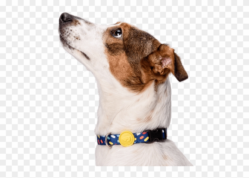 Previousnext - Companion Dog Clipart #5836138