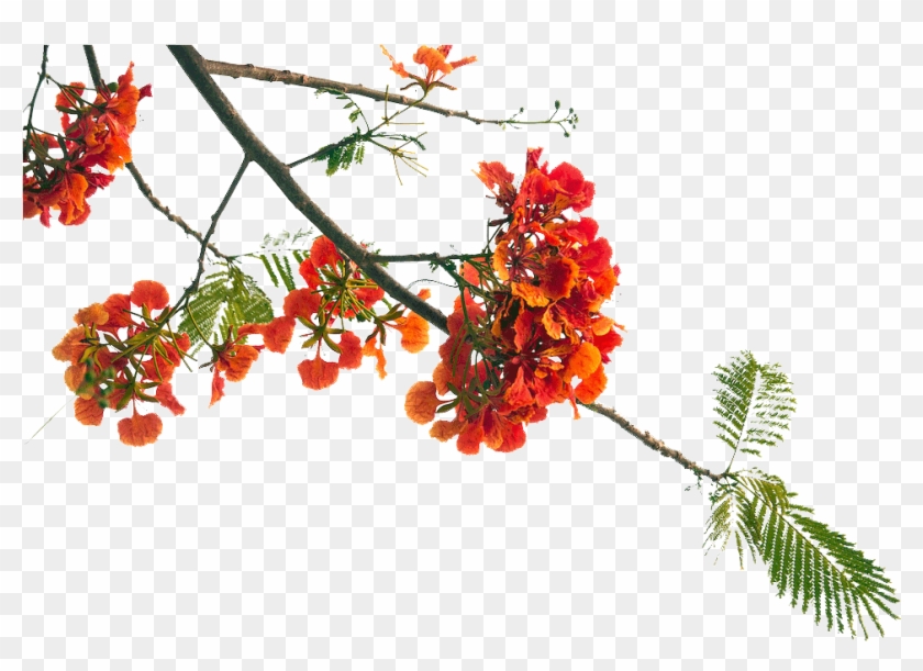 Majellan Doctors Care About The Redcliffe Community - Poinciana Tree Png Clipart