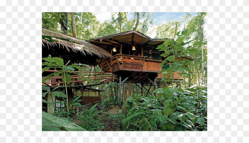 View The Tree House Resort, Tree House Resort Playa - Puerto Viejo Costa Rica Tree House Lodge Clipart #5836896