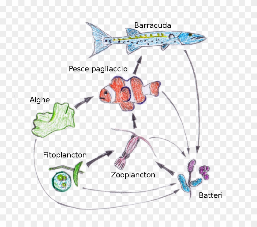 Food Web Nemo Ita - Food Chain Of A Barracuda Clipart