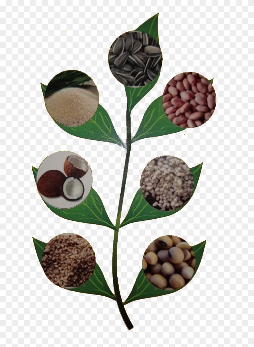 Lychee Clipart #5837207