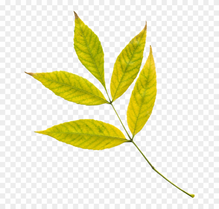 Autumn Leaves Yellow Leaves Yellow Autumn Leaf - Photosynthesis Leaf Png Clipart