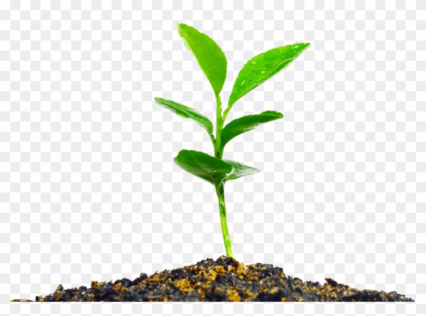 Proactivity - Nacimiento De Una Planta Clipart #5838442