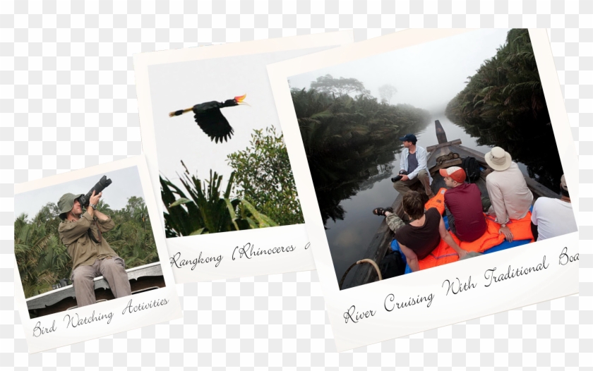 From October Until February, You Will Be Able To See - Seabird Clipart