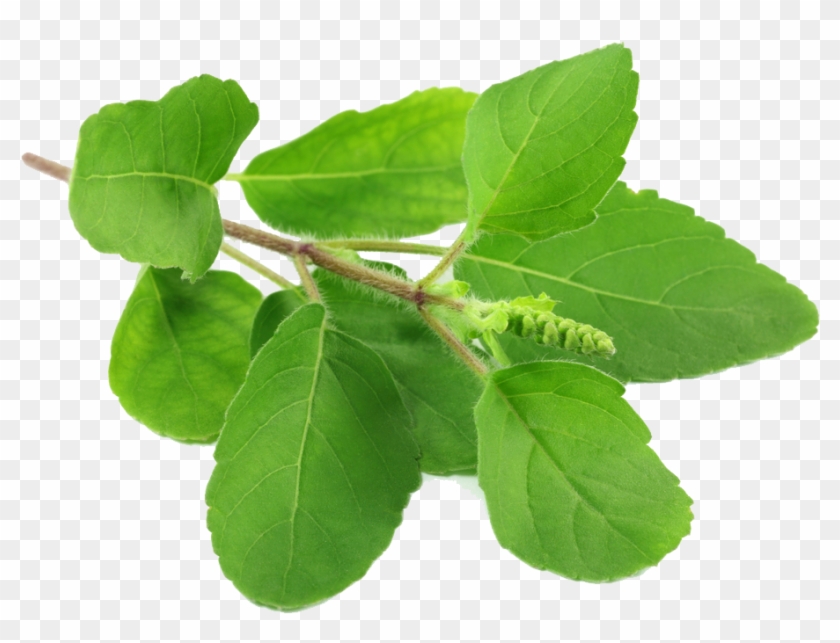 Tulsi Leaves , Png Download - Tulasi Leaves Clipart #5839184