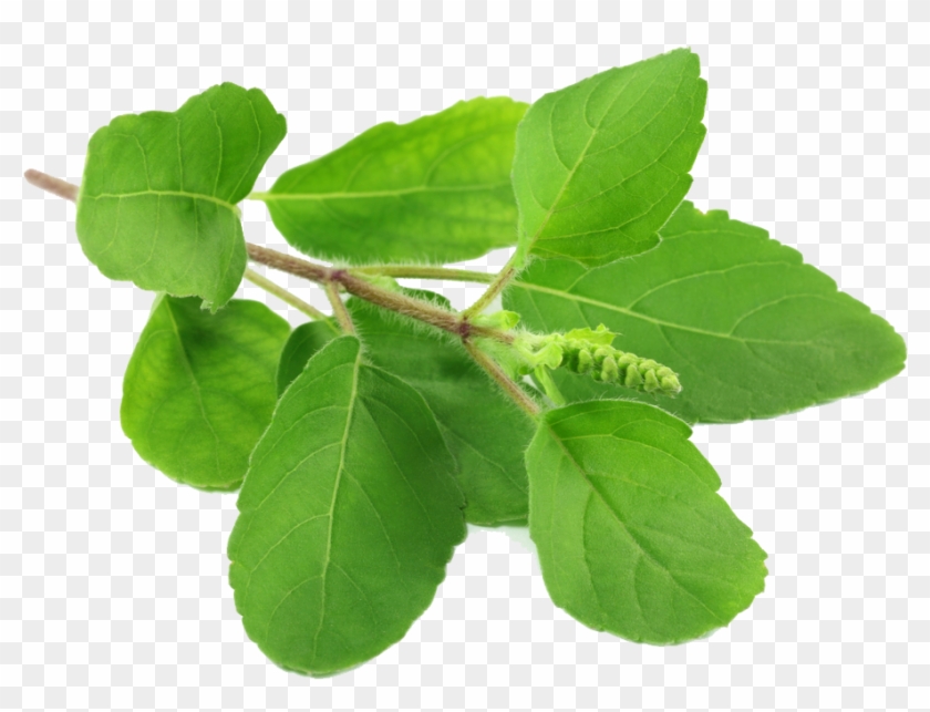 Tulsi Leaves , Png Download - Tulasi Leaves Clipart