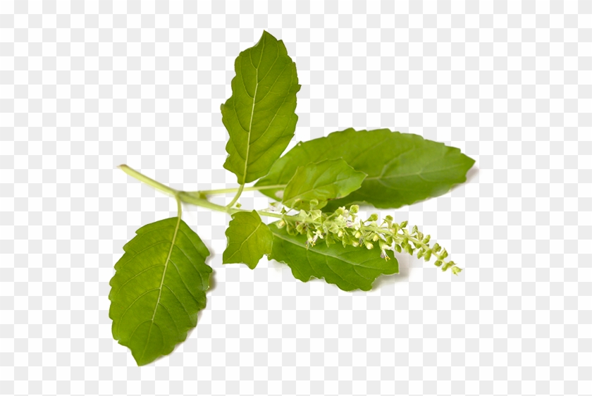 Tulsi - Transparent Tulsi Png Clipart