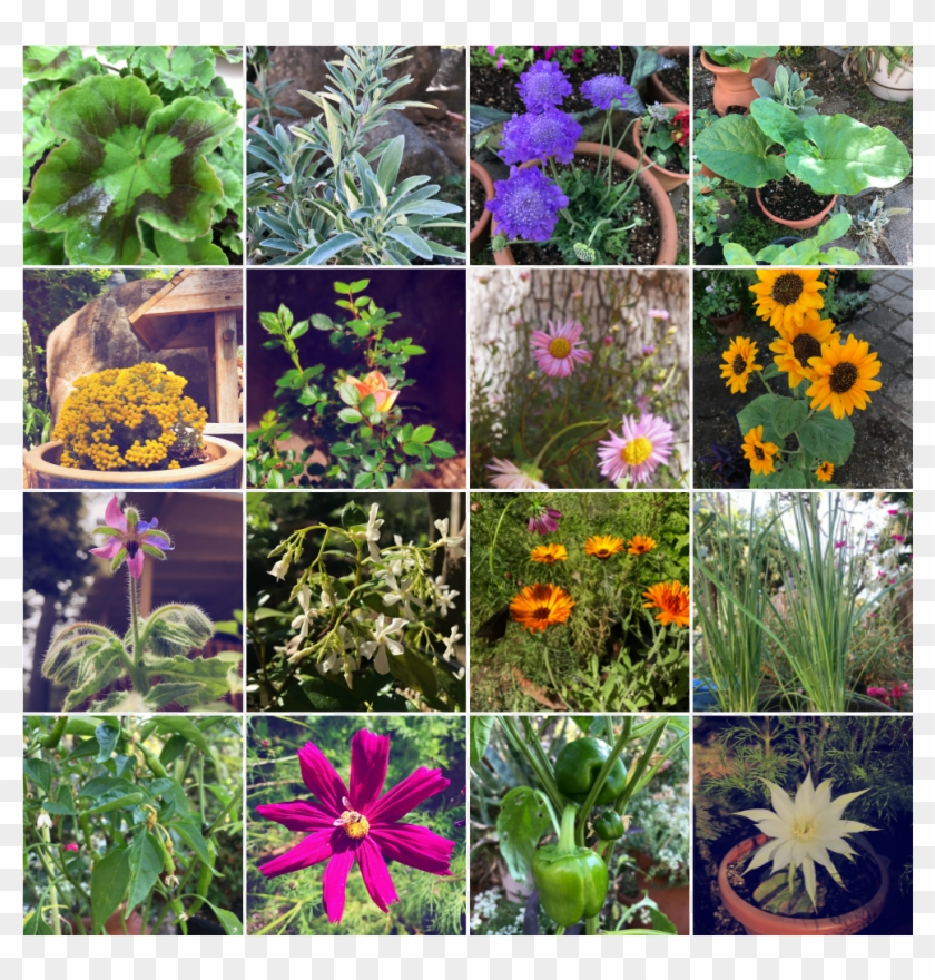 First Year Of Spiral Elixir Garden - African Daisy Clipart #5839754