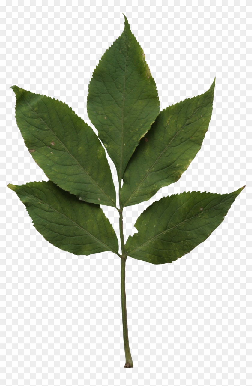 2d Leaves - Sweet Birch - Feuille Erable Sycomore Clipart #5839887