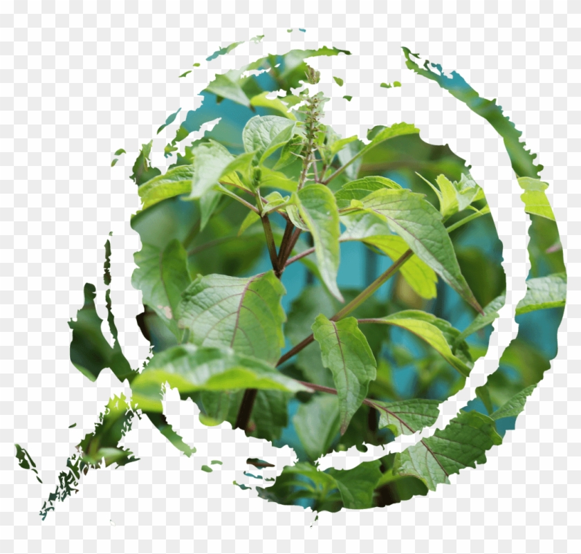 Tulasi - 圓 毛筆 Clipart