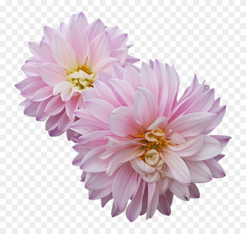 Dahlias, Flowers, Pink - Dahlias Png Clipart