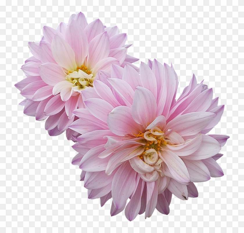 Dahlias, Flowers, Pink - Dahlias Png Clipart #5840286
