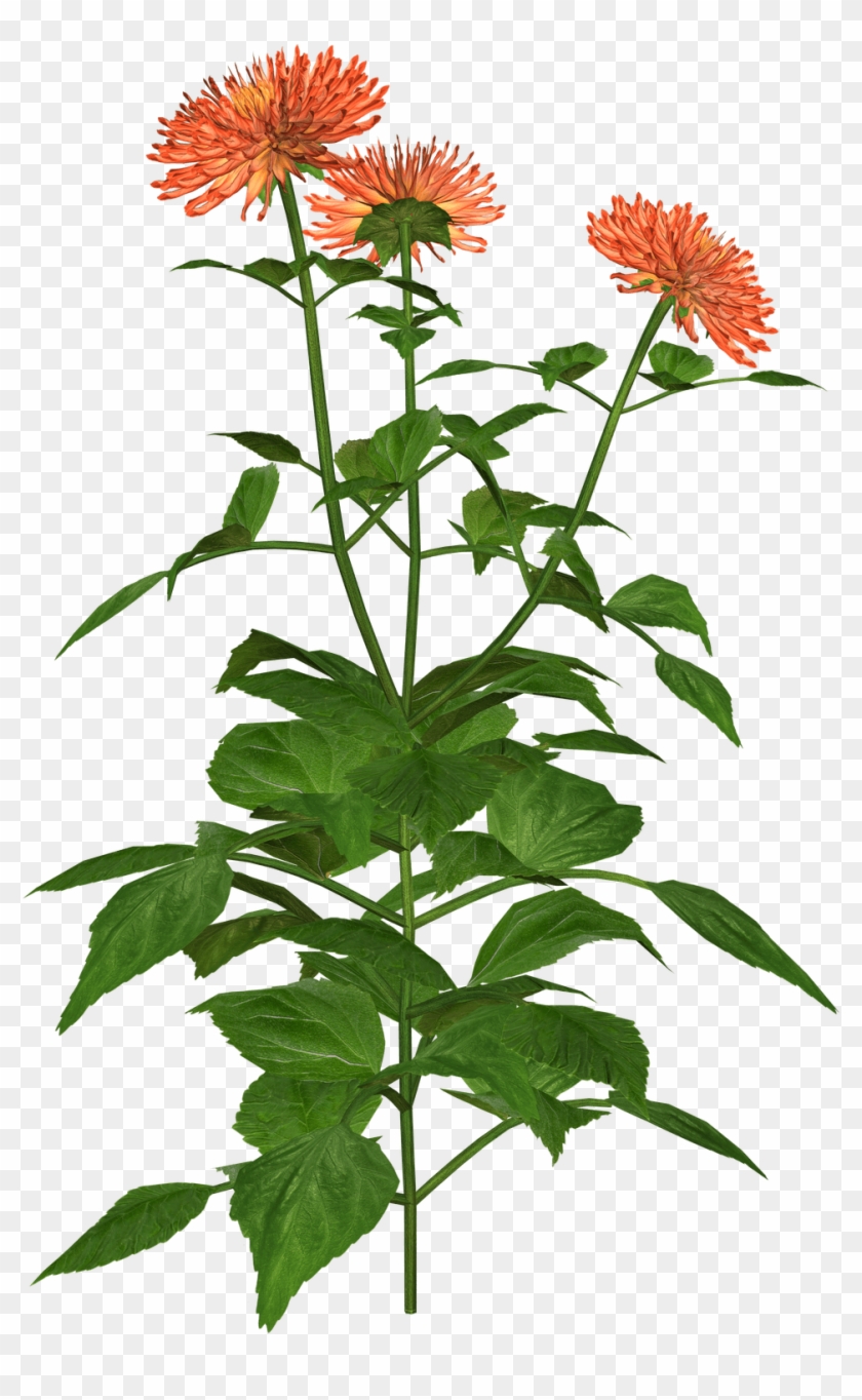 Dahlia Clipart - Clip Art - Png Download #5840439
