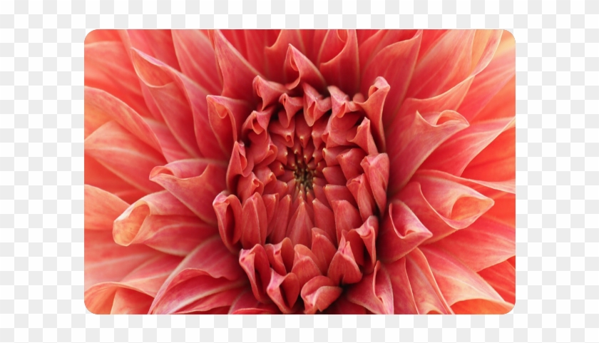 Dahlia Clipart #5840683