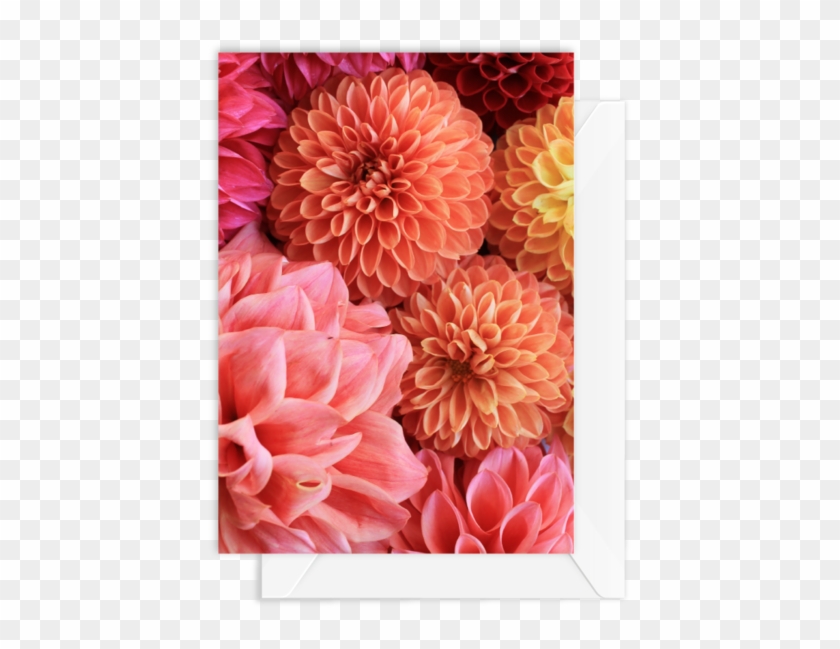 Dahlia Clipart #5840821