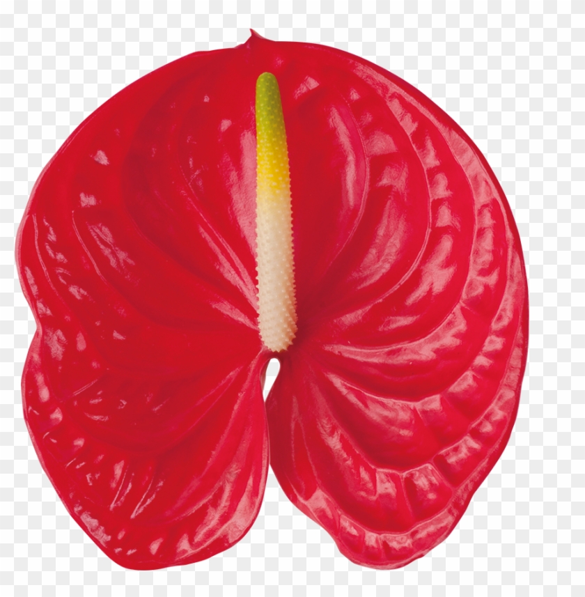 Arena Kwiat - Anthurium Png Clipart #5841718