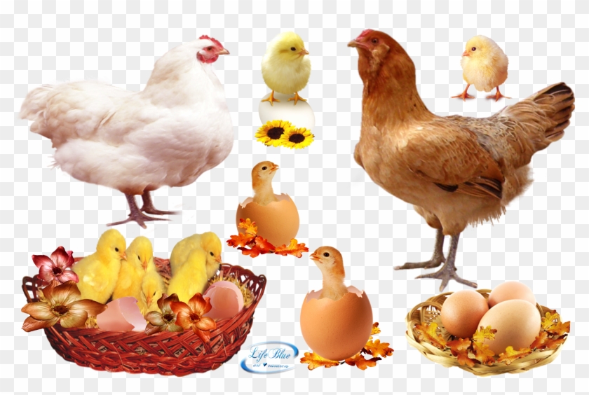 Food , Png Download - Food Clipart #5841851