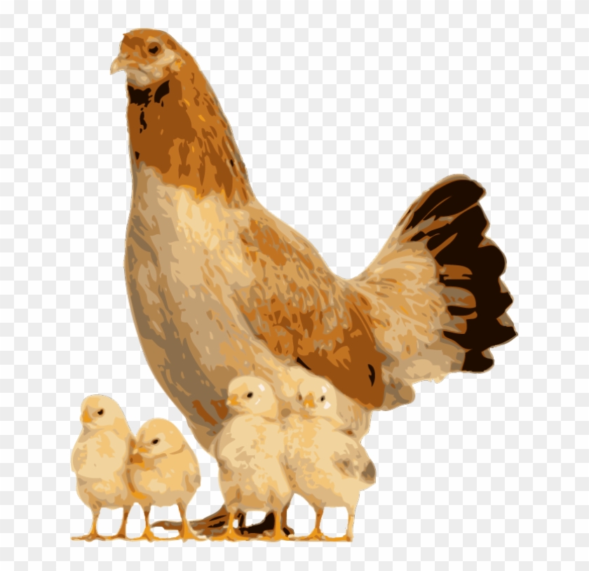 Quality Clip Art Of - Hen And Chicks Png Transparent Png #5842537