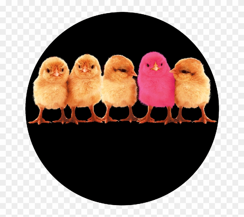 More Views - Chicks - Owl Clipart