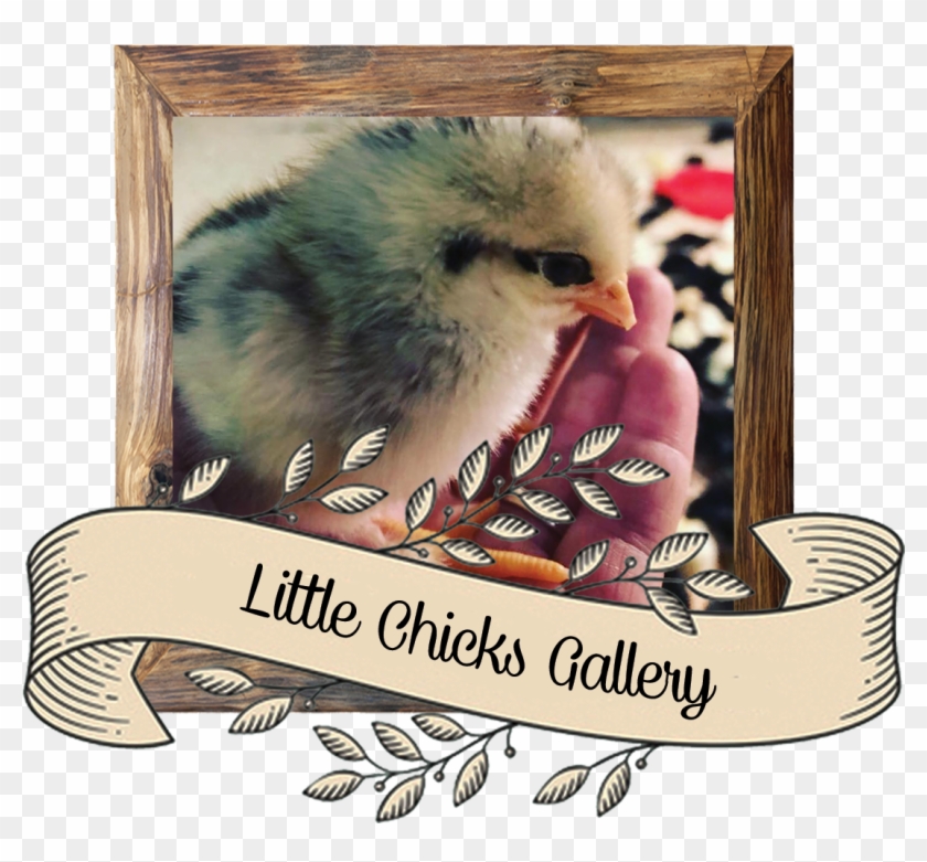 Click Here To See Sybil's Little Chick - Chicken Clipart