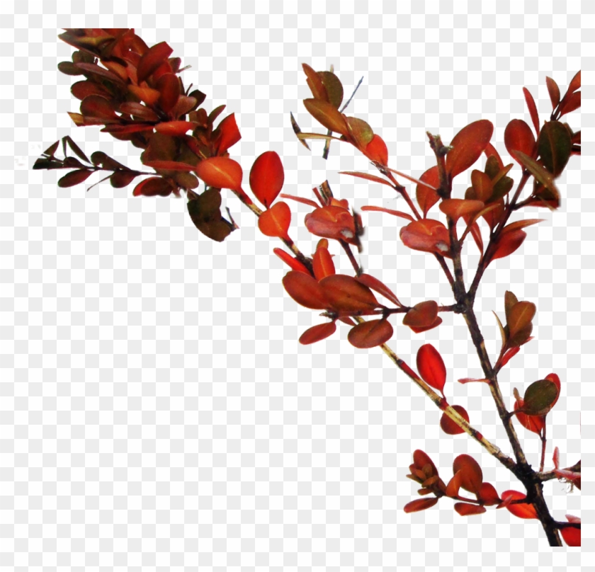 #branch #tree #red #leaves - Ilex Vomitoria Clipart